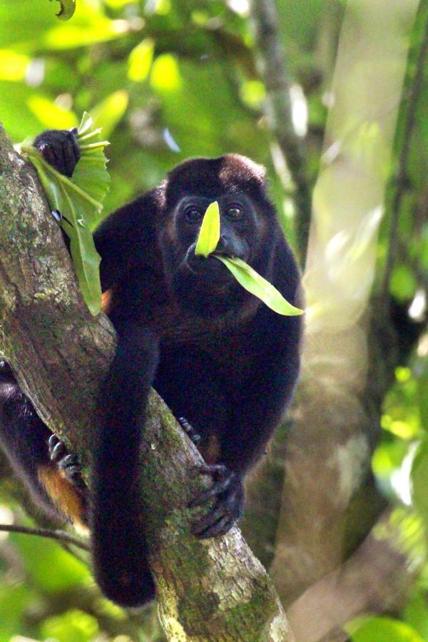 Finca La Paz - Sarapiqui Puerto Viejo de Sarapiqui Zewnętrze zdjęcie