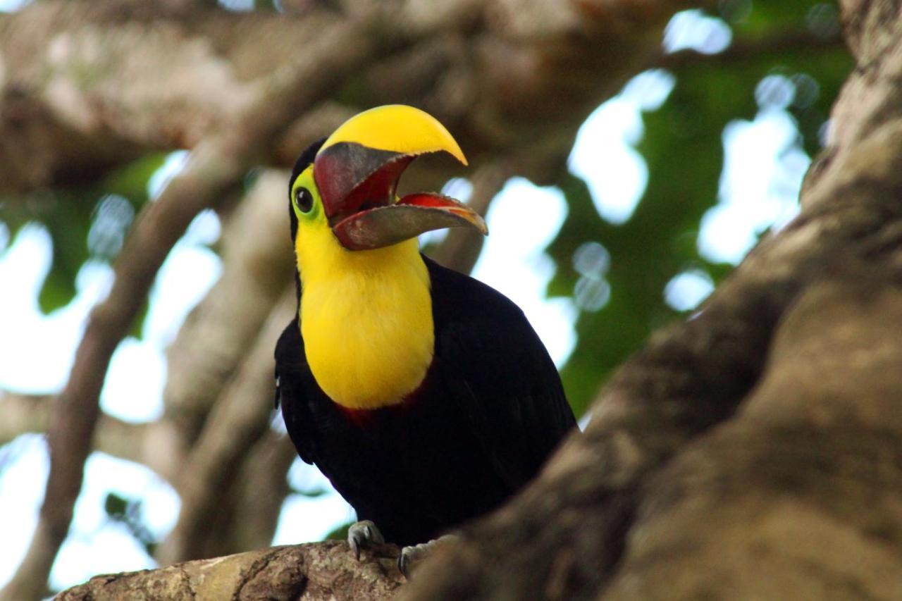 Finca La Paz - Sarapiqui Puerto Viejo de Sarapiqui Zewnętrze zdjęcie
