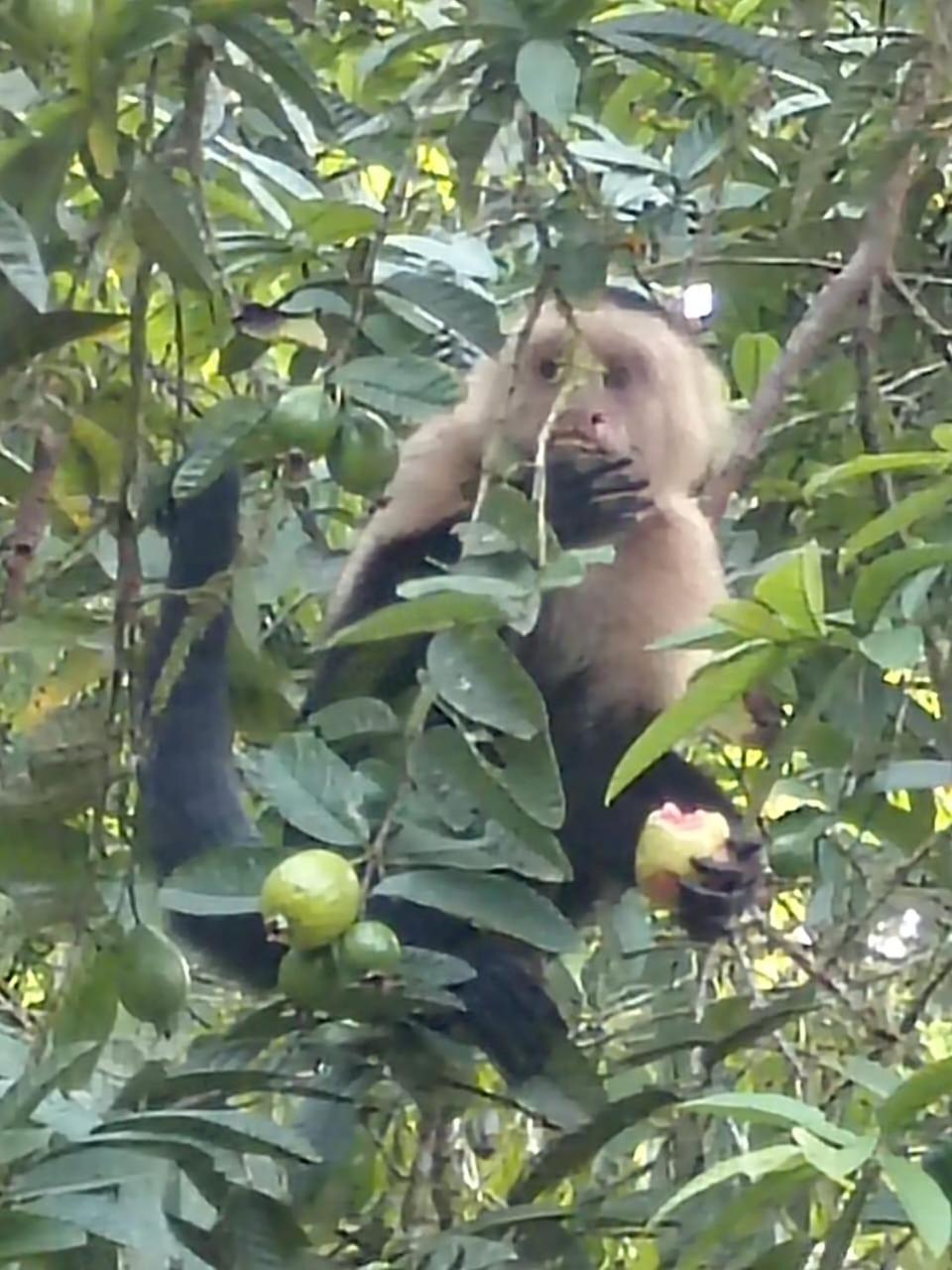 Finca La Paz - Sarapiqui Puerto Viejo de Sarapiqui Zewnętrze zdjęcie